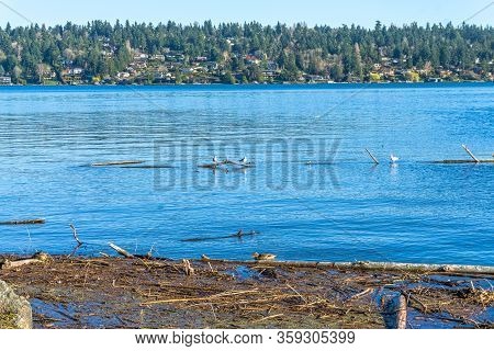 A View Of Waterfront Mercer Island Homes On Lake Washington.