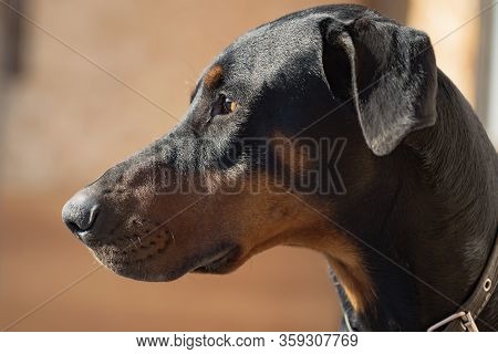 Doberman Dog Head With Ears. Portrait Of A Left Side View.