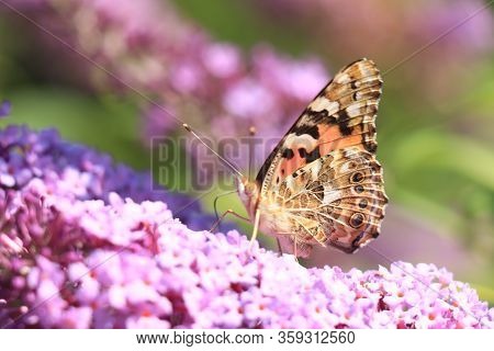 Painted Lady (vanessa Cardui) Butterfly On Summer Lilac