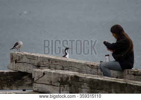 Punta Arenas. Chile. February 3, 2012: Girl Trying To Photograph A Imperial Shag Leucocarbo Atriceps