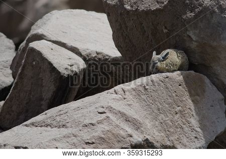 Southern Viscacha Lagidium Viscacia Resting Between Rocks. Las Cuevas. Lauca National Park. Arica Y 
