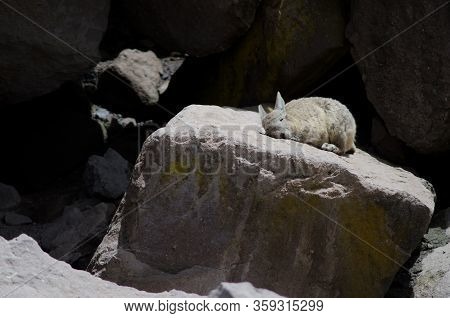 Southern Viscacha Lagidium Viscacia Sunbathing On A Rock. Las Cuevas. Lauca National Park. Arica Y P