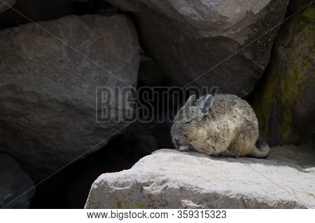 Southern Viscacha Lagidium Viscacia Sleeping. Las Cuevas. Lauca National Park. Arica Y Parinacota Re