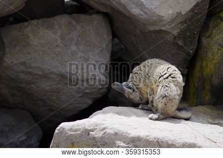 Southern Viscacha Lagidium Viscacia Wiping Coat. Las Cuevas. Lauca National Park. Arica Y Parinacota