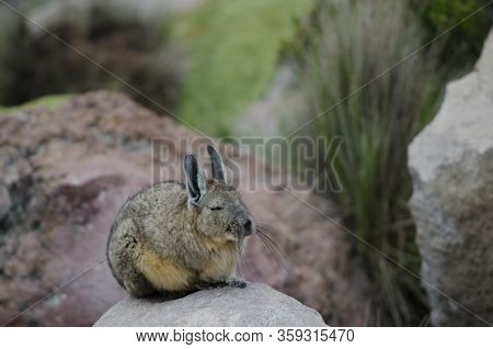 Southern Viscacha Lagidium Viscacia Sleeping. Lauca National Park. Arica Y Parinacota Region. Chile.