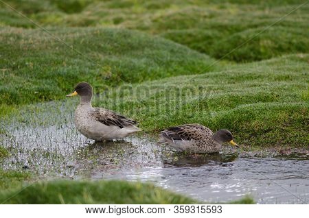 Sharp-winged teals Anas flavirostris oxyptera. Parinacota. Lauca National Park. Arica y Parinacota Region. Chile.
