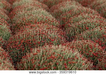 Dense Bright Bushes Of Chrysanthemum With Red Flowers And Buds