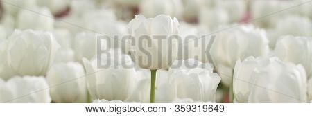 Beautiful Background Of Thickly Growing Half-closed White Tulips
