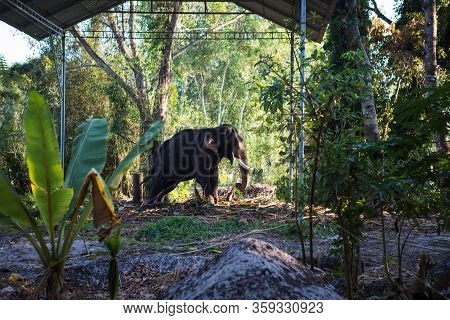 Elephant In The Tropical Jungles Of India, Kerala. An Elephant Stands Among The Eaten Bamboo Stalks