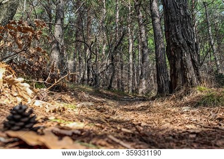Hiking In The Mountains Through The Forest This Spring