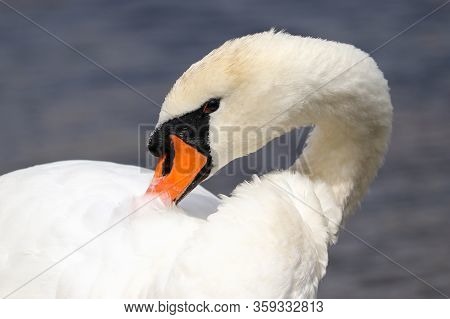 A Mute Swan Preening The White Feathers Over Her Back