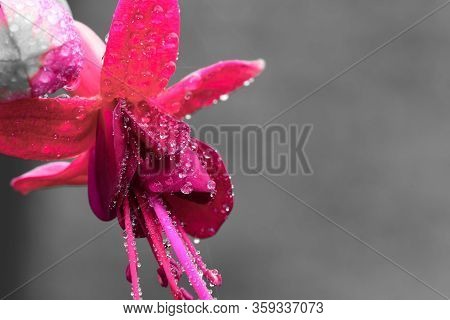 Macro Shot Of A Pink Fuchsia Flower Covered In Dew Droplets