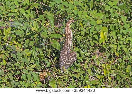 A Rufescent Tiger Heron Looking Very Tall In The Foliage In The Pantanal In Brazil