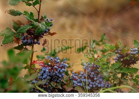 Mahonia Aquifolium Berries In The Web