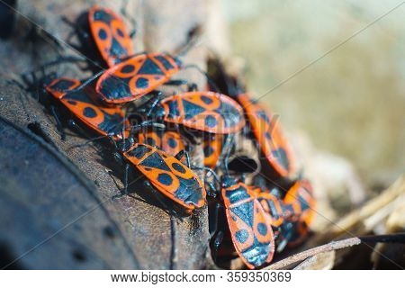 Spring, Bedbugs Of Soldiers On Dry Leaves Of A Tree