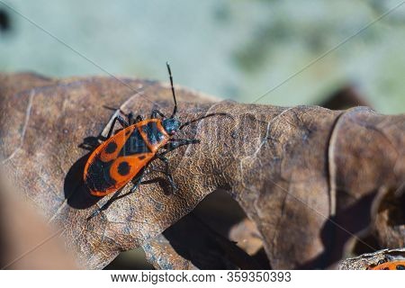 Spring, Bedbugs Of Soldiers On Dry Leaves Of A Tree