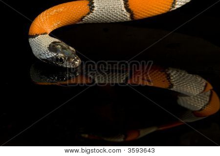 Snake