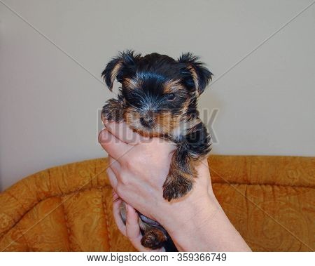 Close Up View Of Cute Yorkshire Terier Puppy In Female Hands.