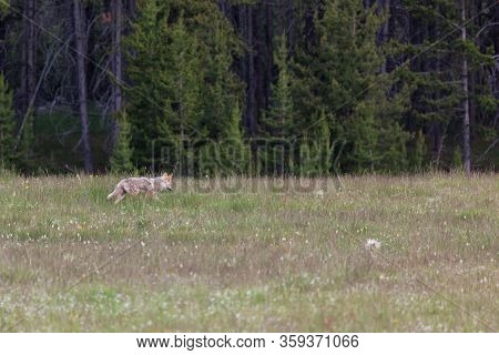 A Shaggy Coyote Walking Across An Open Field Near The Edge Of A Forest At Yellowstone National Park,