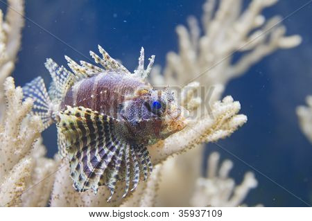 Blæksprutter Lionfish