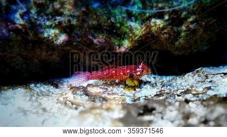 Red Ruby Dragonet Fish Is Amazing Colorful Addition For Saltwater Aquariums