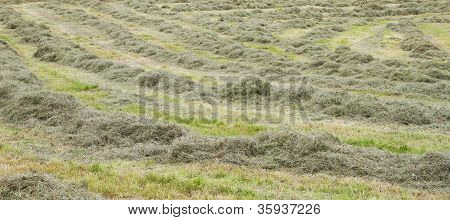 แถวฟางสด mown