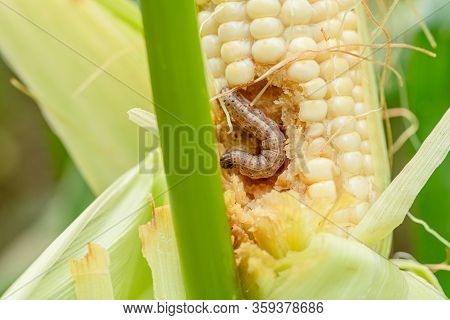 Fall Armyworm On Damaged Corn With Excrement.