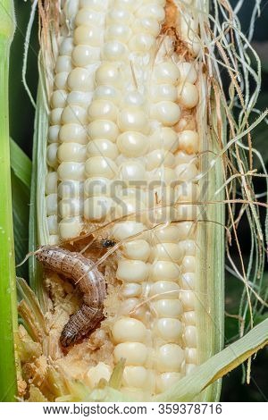 Fall Armyworm On Damaged Corn With Excrement.