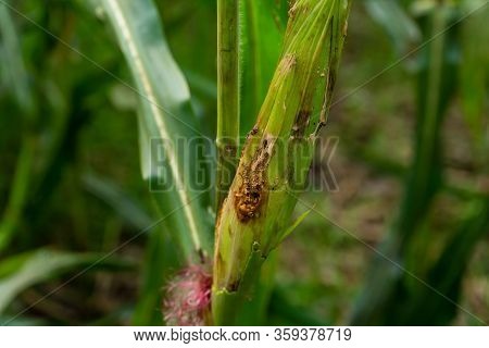 Fall Armyworm On Damaged Corn With Excrement.