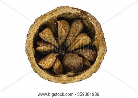 Brazilian Nut, Inside The Coconut, Known As 