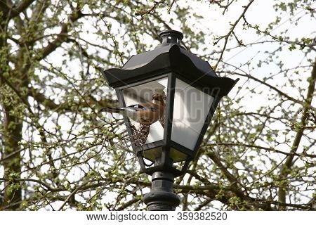Spring Park. In The Broken Plafond Of A Lighting Lamp The Jay Built A Nest.
