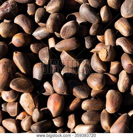 Inshell Pine Nuts. Cedar Nuts. Bright Sunlight Gives Sharp Shadows.