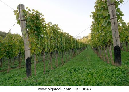 Grapeyard
