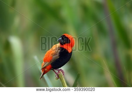 The Southern Red Bishop Or Red Bishop (euplectes Orix) Sitting On The Branch With Green Background. 
