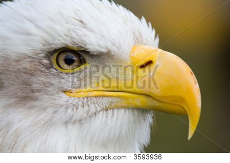 白頭ワシ (Haliaeetus Leucocephalus)