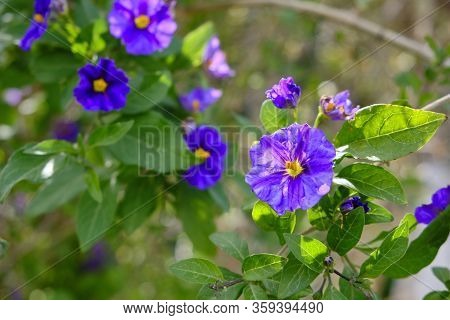 Lycianthes Rantonnetii, The Blue Potato Bush Or Paraguay Nightshade