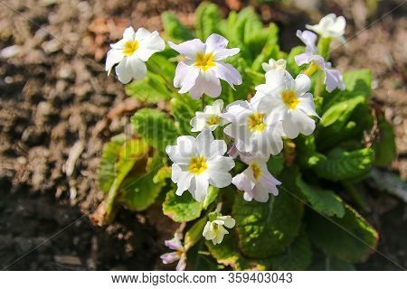 White Primrose In A Flower Bed. Summer.