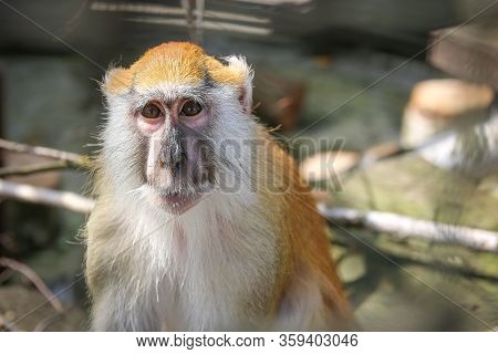 Red Monkeys Play In The Spring In The Aviary Of The Zoo.