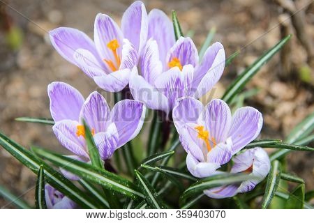 White Crocus On The Ground. Spring Summer.