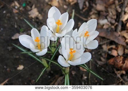 White Crocus On The Ground. Spring Summer.