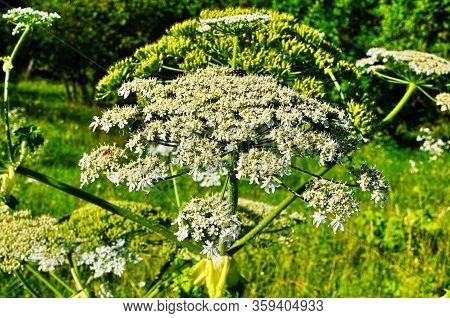 Heracleum Sosnovskyi.big Leaves Of A Heracleum Sosnovskyi Close The Earth