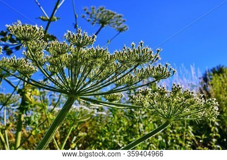 Heracleum Sosnovskyi.big Leaves Of A Heracleum Sosnovskyi Close The Earth
