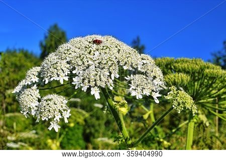 Heracleum Sosnovskyi.big Leaves Of A Heracleum Sosnovskyi Close The Earth