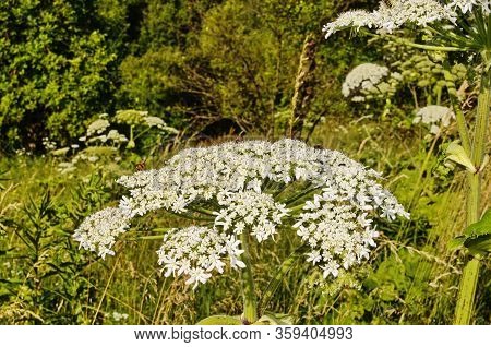 Big Leaves Of A Heracleum Sosnovskyi Close The Earth