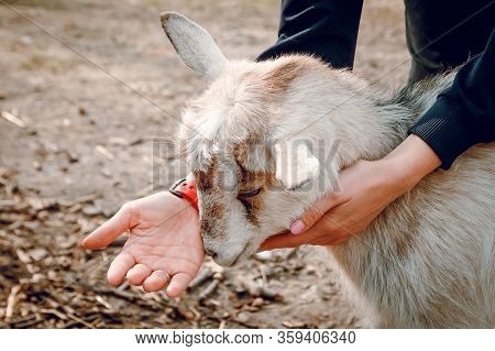 Female Hands Stroking A Young Kid On A Farm. Wild Nature.