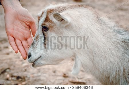 Female Hands Stroking A Young Kid On A Farm. Wild Nature.
