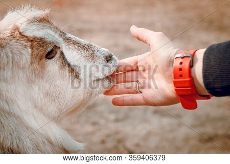 Female Hands Stroking A Young Goat On A Farm. Wild Nature.