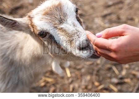 Female Hands Feed A Young Goat On A Farm. Wild Nature.