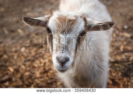 Little Fluffy Goat In The Wild On A Farm Close-up.