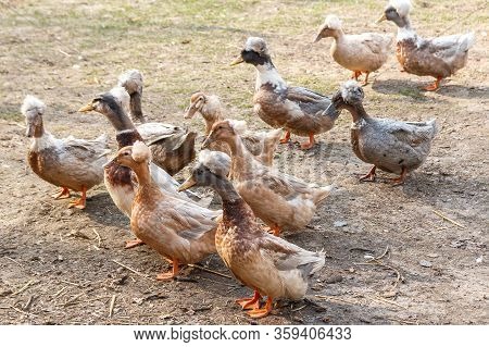 Many Ukrainian Crested Ducks On A Walk In The Zoo On A Sunny Day.